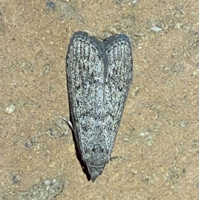 Heteromicta pachytera (Galleriinae subfamily moth) at Jerrabomberra, NSW - 10 Mar 2022 by Steve_Bok