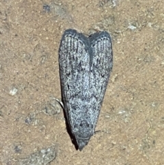 Heteromicta pachytera at Jerrabomberra, NSW - 10 Mar 2022