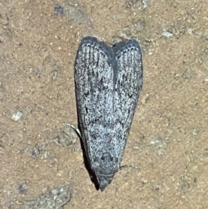 Heteromicta pachytera at Jerrabomberra, NSW - 10 Mar 2022
