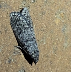 Heteromicta pachytera at Jerrabomberra, NSW - 10 Mar 2022