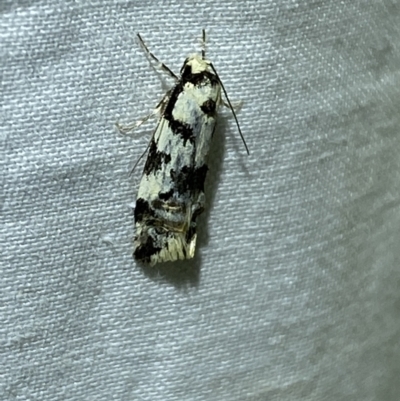 Cosmaresta (genus) (Wingia Group) at Jerrabomberra, NSW - 10 Mar 2022 by SteveBorkowskis