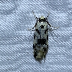 Cosmaresta (genus) at Jerrabomberra, NSW - 10 Mar 2022