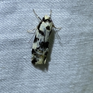 Cosmaresta (genus) at Jerrabomberra, NSW - 10 Mar 2022