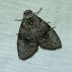 Uraba lugens (Gumleaf Skeletonizer) at Jerrabomberra, NSW - 10 Mar 2022 by Steve_Bok