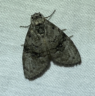 Uraba lugens (Gumleaf Skeletonizer) at Jerrabomberra, NSW - 10 Mar 2022 by Steve_Bok