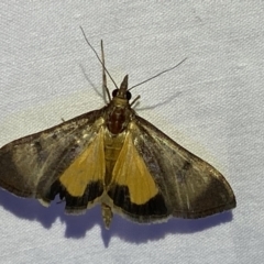 Uresiphita ornithopteralis (Tree Lucerne Moth) at Jerrabomberra, NSW - 10 Mar 2022 by Steve_Bok