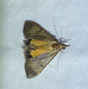 Uresiphita ornithopteralis at Jerrabomberra, NSW - suppressed