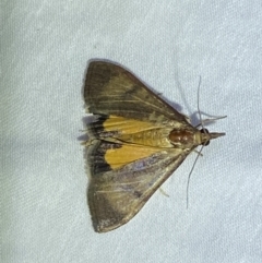 Uresiphita ornithopteralis at Jerrabomberra, NSW - 10 Mar 2022