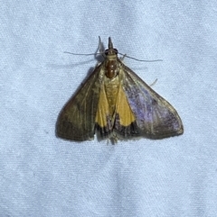 Uresiphita ornithopteralis at Jerrabomberra, NSW - 10 Mar 2022