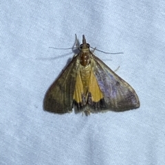 Uresiphita ornithopteralis at Jerrabomberra, NSW - 10 Mar 2022