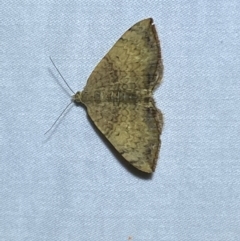 Chrysolarentia mecynata (Mecynata Carpet Moth) at QPRC LGA - 10 Mar 2022 by Steve_Bok