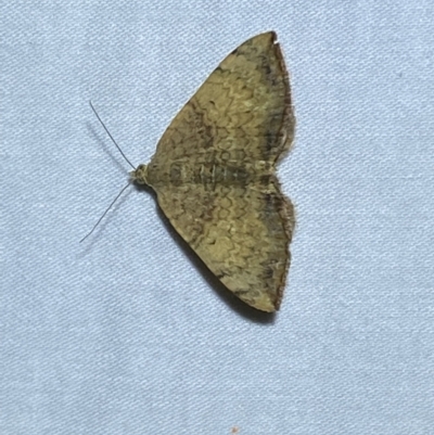 Chrysolarentia mecynata (Mecynata Carpet Moth) at QPRC LGA - 10 Mar 2022 by Steve_Bok
