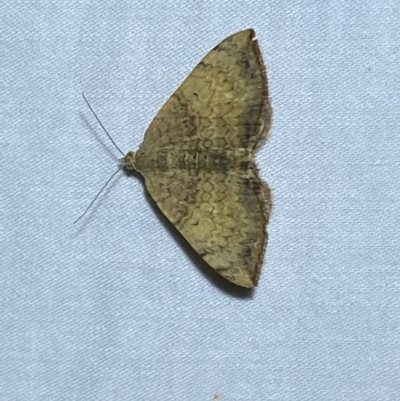 Chrysolarentia mecynata (Mecynata Carpet Moth) at Jerrabomberra, NSW - 10 Mar 2022 by SteveBorkowskis