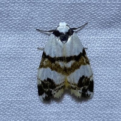 Thallarcha albicollis (Crossed Footman) at Jerrabomberra, NSW - 10 Mar 2022 by SteveBorkowskis