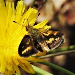 Taractrocera papyria (White-banded Grass-dart) at Tidbinbilla Nature Reserve - 10 Mar 2022 by JohnBundock