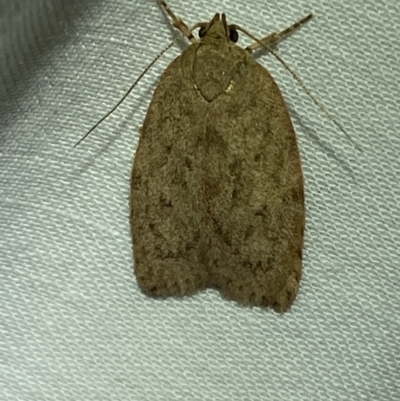 Garrha repandula (a Concealer Moth) at Jerrabomberra, NSW - 10 Mar 2022 by Steve_Bok