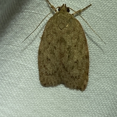 Garrha repandula (a Concealer Moth) at QPRC LGA - 10 Mar 2022 by Steve_Bok