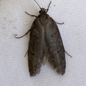 Oecophoridae (family) at Jerrabomberra, NSW - suppressed