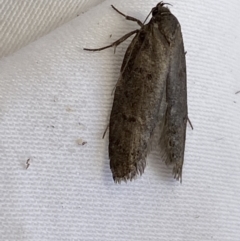 Oecophoridae (family) at Jerrabomberra, NSW - suppressed