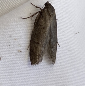 Oecophoridae (family) at Jerrabomberra, NSW - suppressed