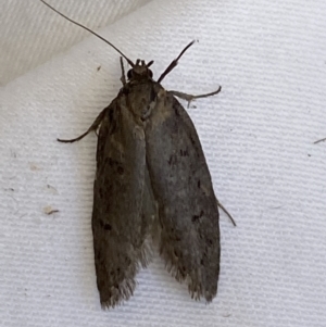 Oecophoridae (family) at Jerrabomberra, NSW - suppressed