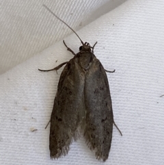 Oecophoridae (family) at Jerrabomberra, NSW - suppressed