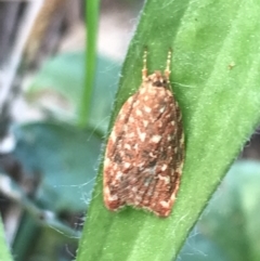Syringoseca rhodoxantha (A Concealer moth (Wingia group)) at Phillip, ACT - 9 Mar 2022 by Tapirlord