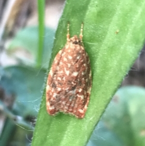 Syringoseca rhodoxantha at Phillip, ACT - 9 Mar 2022