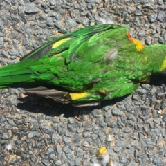 Trichoglossus moluccanus (Rainbow Lorikeet) at Flynn, ACT - 11 Mar 2022 by dhkmapr