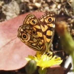 Oreixenica lathoniella at Paddys River, ACT - 10 Mar 2022