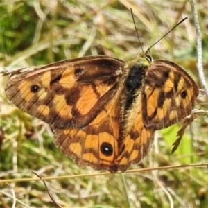 Heteronympha penelope at Cotter River, ACT - 10 Mar 2022