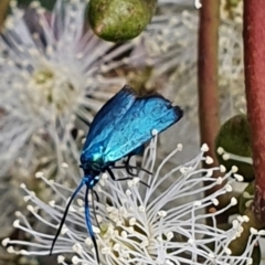 Pollanisus (genus) (A Forester Moth) at Gundaroo, NSW - 10 Mar 2022 by Gunyijan