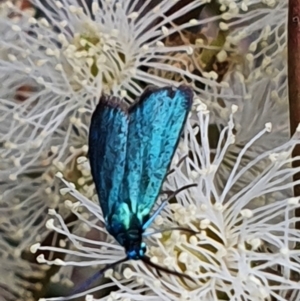 Pollanisus (genus) at Gundaroo, NSW - 10 Mar 2022