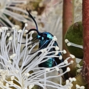 Pollanisus (genus) at Gundaroo, NSW - 10 Mar 2022