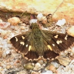 Dispar compacta (Barred Skipper) at Tidbinbilla Nature Reserve - 10 Mar 2022 by JohnBundock