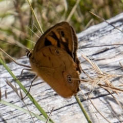 Heteronympha penelope (Shouldered Brown) at Paddys River, ACT - 9 Feb 2022 by SWishart