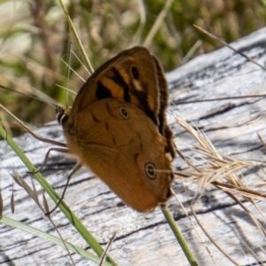 Heteronympha penelope at Paddys River, ACT - 9 Feb 2022 10:56 AM