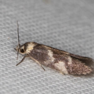 Oecophoridae (family) at Melba, ACT - 10 Jan 2022 11:46 PM