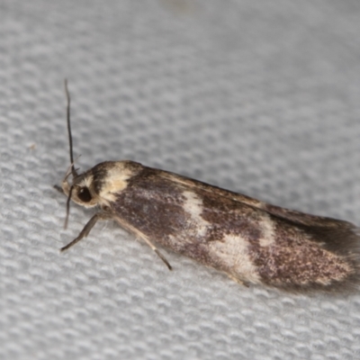 Oecophoridae (family) (Unidentified Oecophorid concealer moth) at Melba, ACT - 10 Jan 2022 by kasiaaus