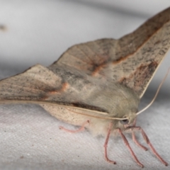 Antictenia punctunculus (A geometer moth) at Melba, ACT - 10 Jan 2022 by kasiaaus