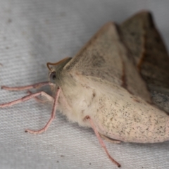 Antictenia punctunculus at Melba, ACT - 10 Jan 2022 11:48 PM