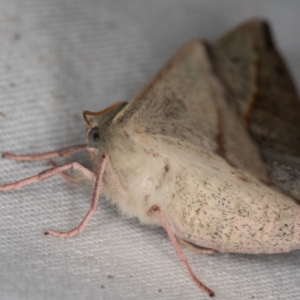 Antictenia punctunculus at Melba, ACT - 10 Jan 2022 11:48 PM