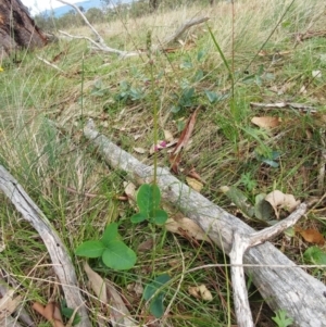 Oxytes brachypoda at Molonglo Valley, ACT - 9 Mar 2022 11:46 AM