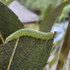 Nematus oligospilus (Willow sawfly) at Australian National University - 11 Mar 2022 by Angus44