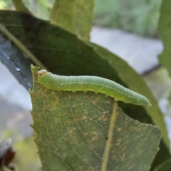 Nematus oligospilus at Acton, ACT - 11 Mar 2022 01:40 PM