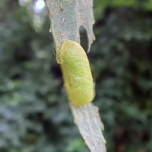 Nematus oligospilus at Acton, ACT - 11 Mar 2022 01:40 PM