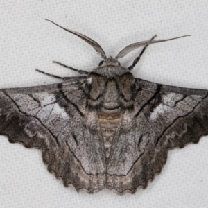 Hypobapta (genus) at Melba, ACT - 10 Jan 2022