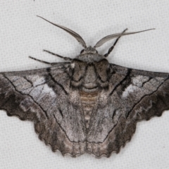 Hypobapta (genus) (A Geometer moth) at Melba, ACT - 10 Jan 2022 by kasiaaus