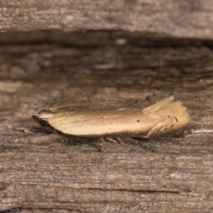 Mesophleps (genus) at Melba, ACT - 10 Jan 2022 11:53 PM