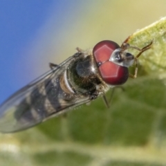 Unidentified Hover fly (Syrphidae) (TBC) at Googong, NSW - 9 Mar 2022 by WHall